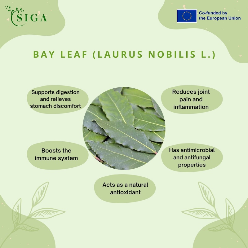 This image for Image Layouts addon