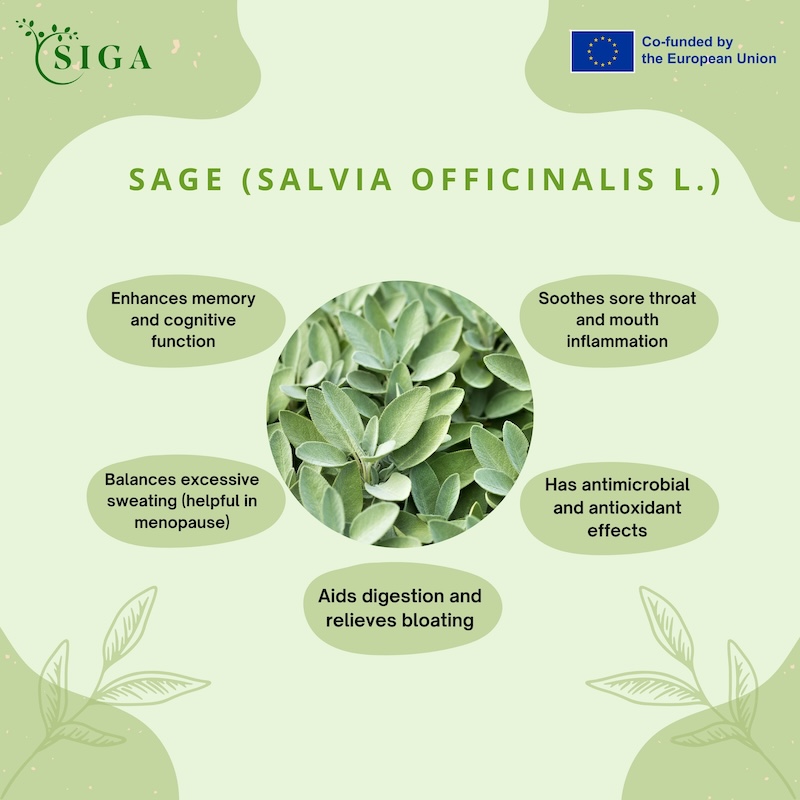 This image for Image Layouts addon