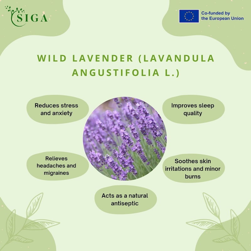 This image for Image Layouts addon