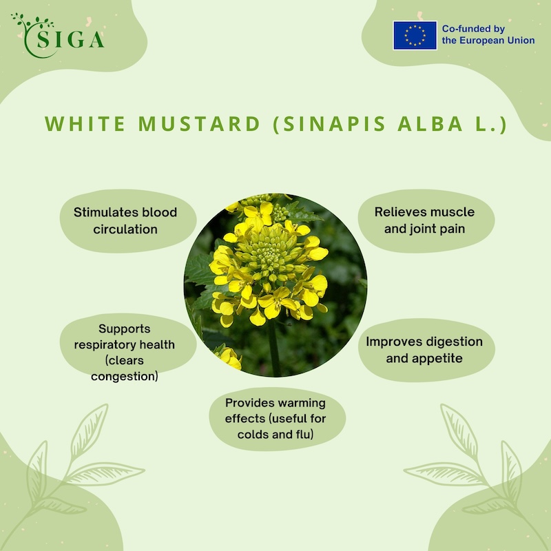 This image for Image Layouts addon