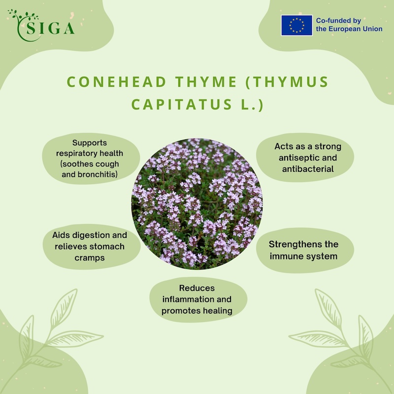 This image for Image Layouts addon