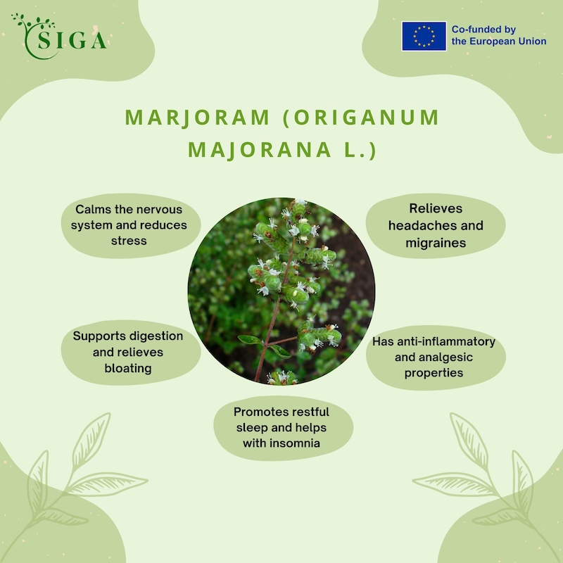 This image for Image Layouts addon