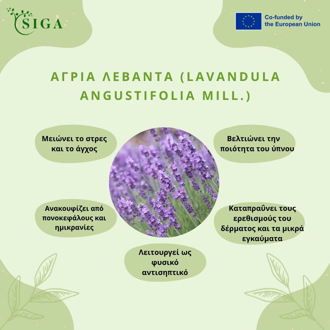 This image for Image Layouts addon