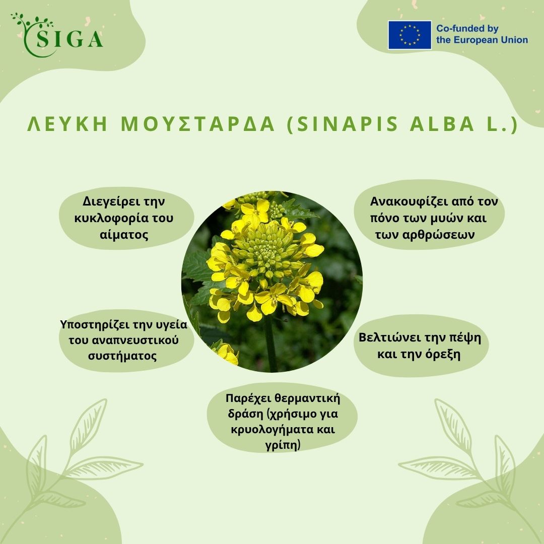 This image for Image Layouts addon