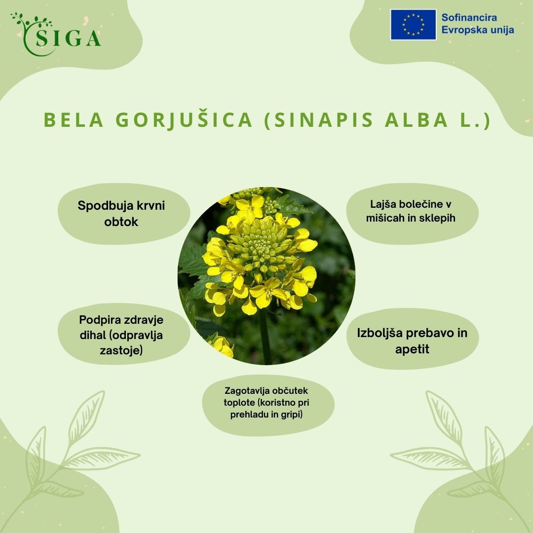 This image for Image Layouts addon