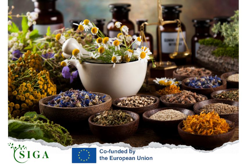 PILOTING HOME HERBAL PHARMACY CURRICULUM